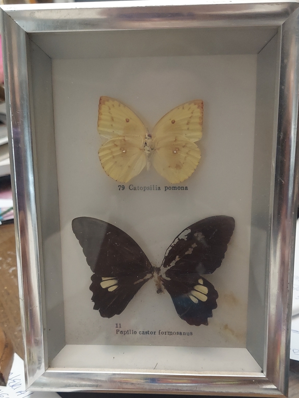 🦋Butterfly Specimens Shadowbox🦋